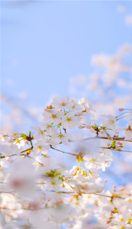 春天唯美有活力的桃花手机壁纸 春天每天都能拥有好心情