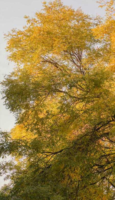 2022秋季银杏壁纸高清超唯美合集 银杏带来秋天最美的一段时光