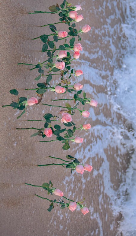 2023值得私藏的海边玫瑰花壁纸高清 玫瑰与海浪漫皮肤合集