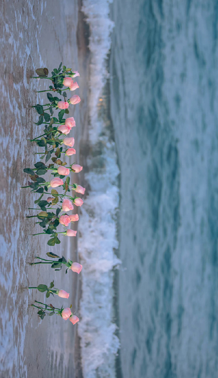 2023值得私藏的海边玫瑰花壁纸高清 玫瑰与海浪漫皮肤合集